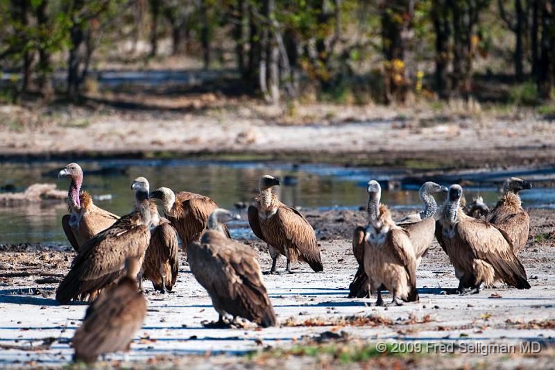 20090617_170531 D300 (2) X1.jpg - Vultures, Selinda Spillway, Botswana